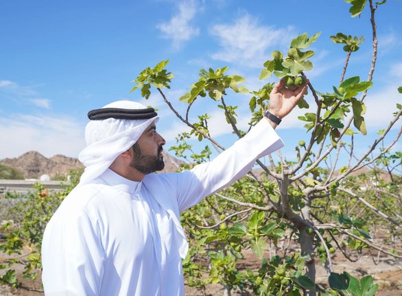 Un árbol frutal en Hatta de Dubai. (WAM)