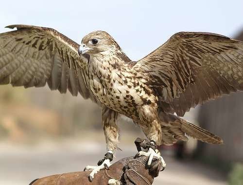 El halcón sacre es un ave rapaz que habita en Europa, Asia y África.