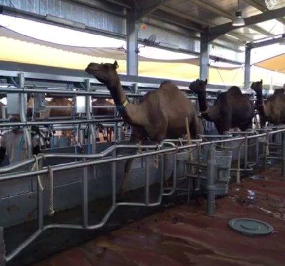 Una imagen de las camellas en la granja de Al Ain.