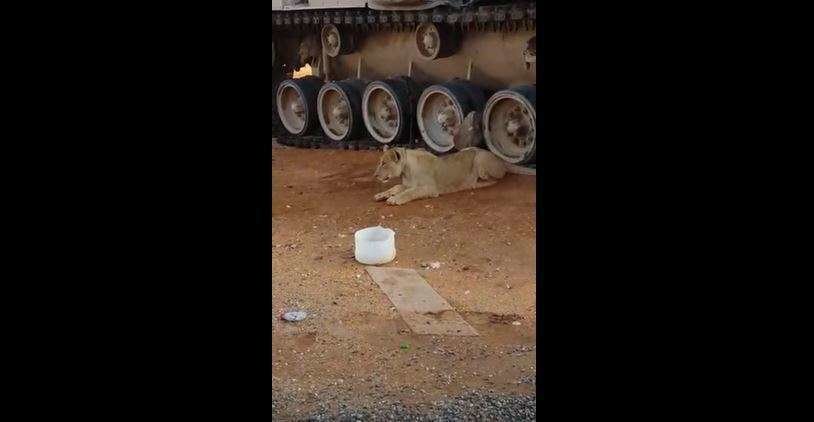El león capturado atado al tanque saudí.