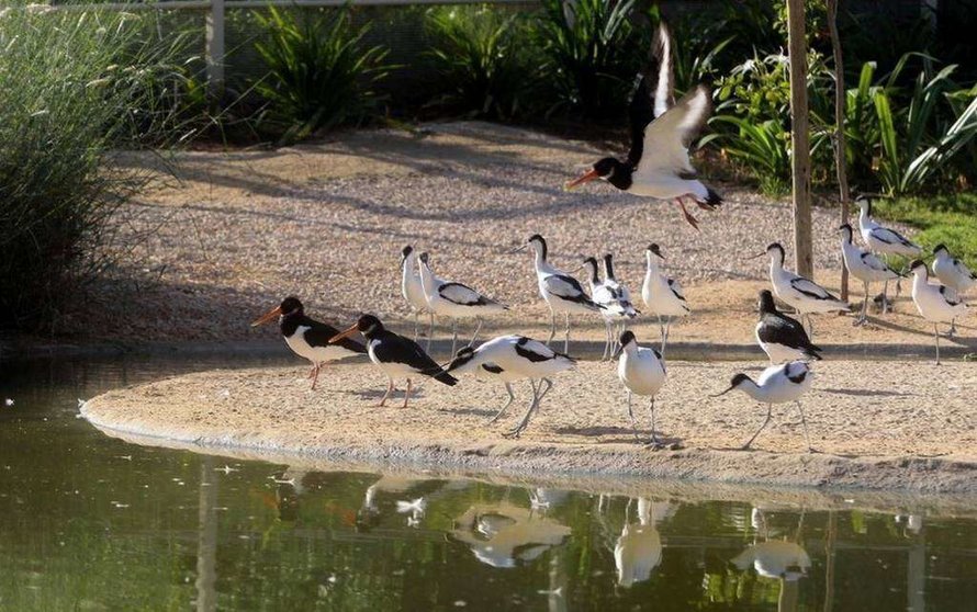 Por el humedal de Sharjah pasan 33.000 aves.