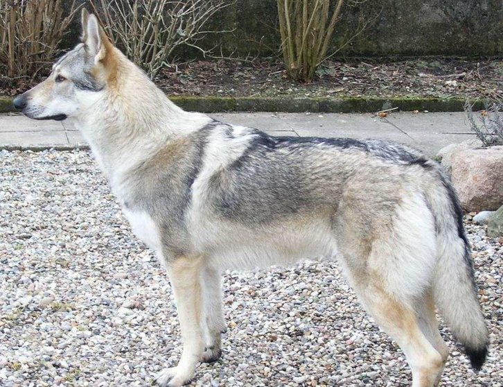 Imagen de un perro lobo gris.