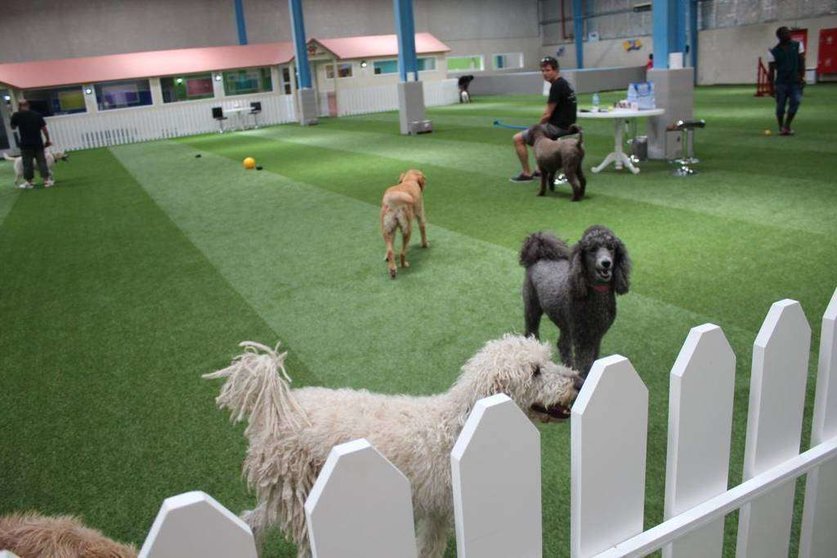 Un grupo de perros en un centro de Dubai.