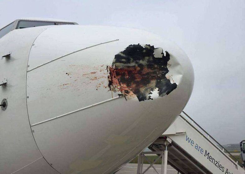 Los pájaros dejaron un agujero en el avión.