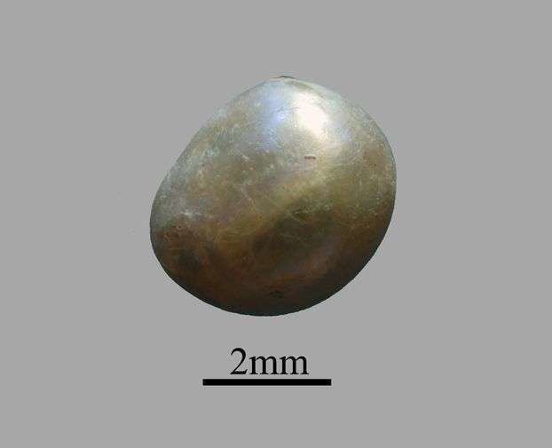 La imagen de una perla de 2 mm de ancho. (Internet)