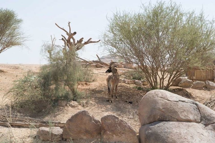 Una gacela en el Centro Sheikh Zayed del Zoo de Al Ain. (Crown Prince Abu Dhabi)