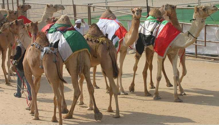 Las carreras de camellos tienen siglos de antigüedad.