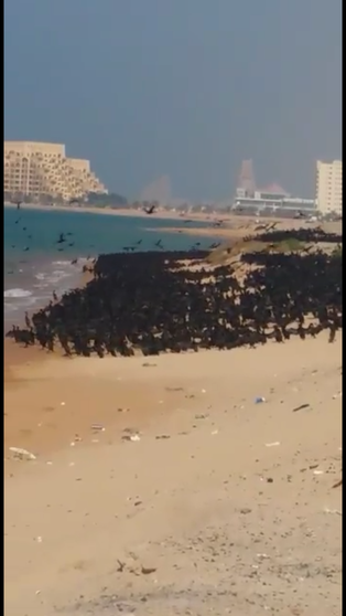 Miles de aves en las playas de Al Marjan Island en RAK.
