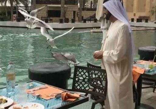 El gobernador de Dubai da de comer a las gaviotas en Madinat Jumeirah.