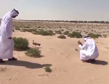Los jeques de Dubai y Abu Dhabi se acercaron hasta un pájaro en peligro para protegerlo. (sbzalnahyan, Instagram)