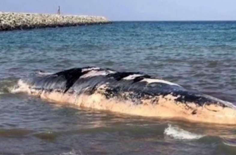 Cuerpo muerto de la ballena encontrada en la costa de Fujairah. 