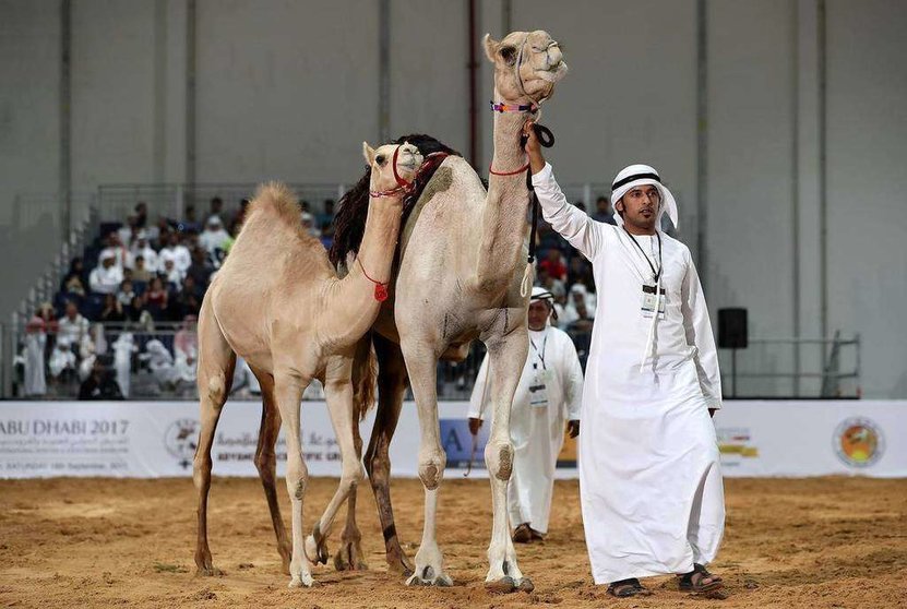 En la imagen del diario The National, uno de los camellos subastados en Abu Dhabi.
