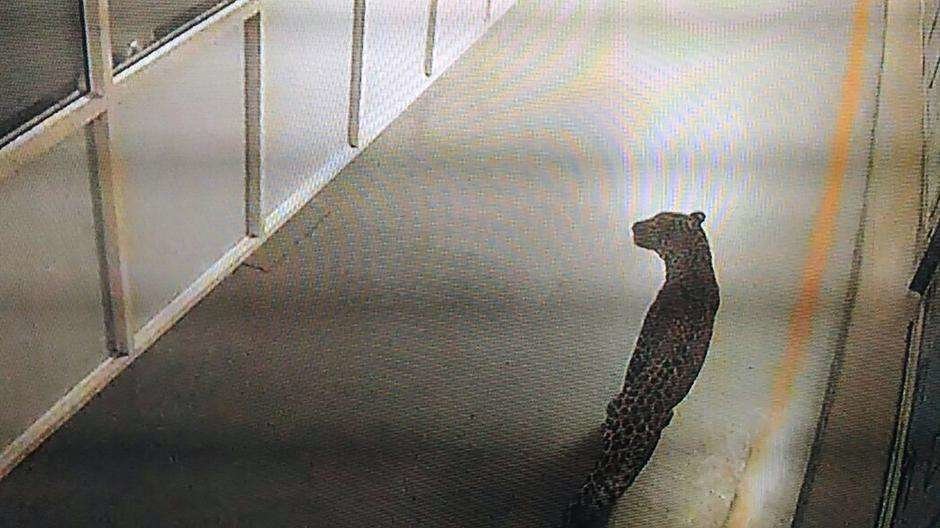 Lás cámaras de seguridad han captado al leopardo paseando por la fábrica de automóviles de Maruti Suzuki.