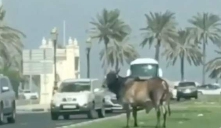 El animal cruzó una calle en el emirato de Sharjah.