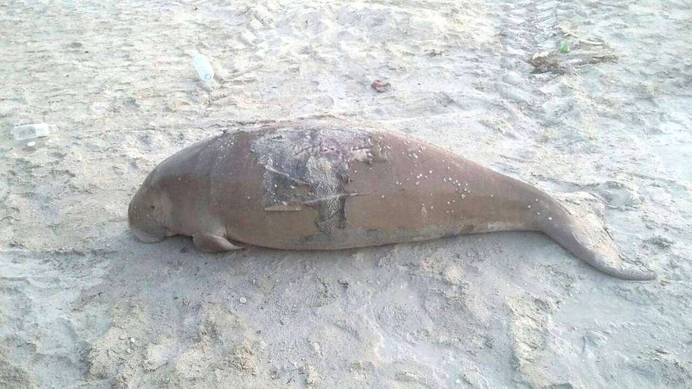 Uno de los dugongos aparecidos muertos en la costa de Abu Dhabi.