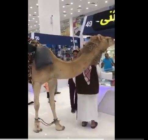 El camello y su dueño realizaron algunas compras.