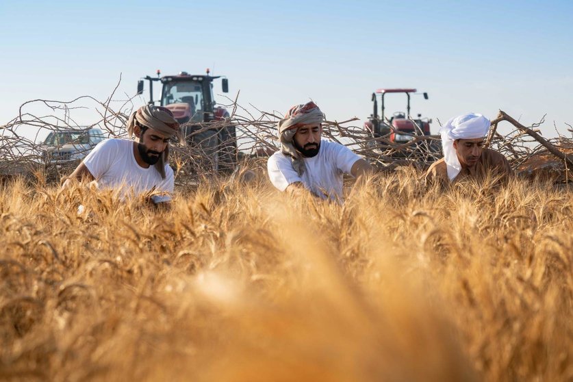Primera cosecha de trigo en el desierto de Emiratos. (WAM)