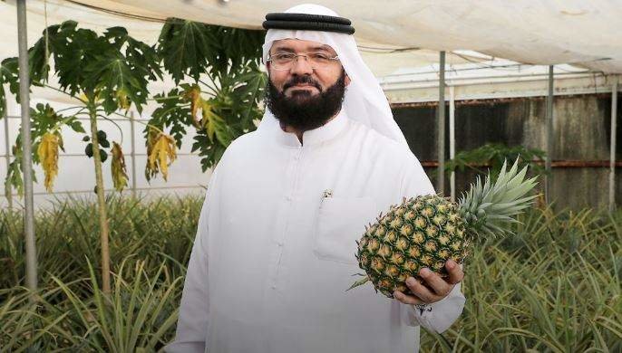 El agricultor emiratí Abdullatif Al Banna con una de sus piñas. (Twitter)