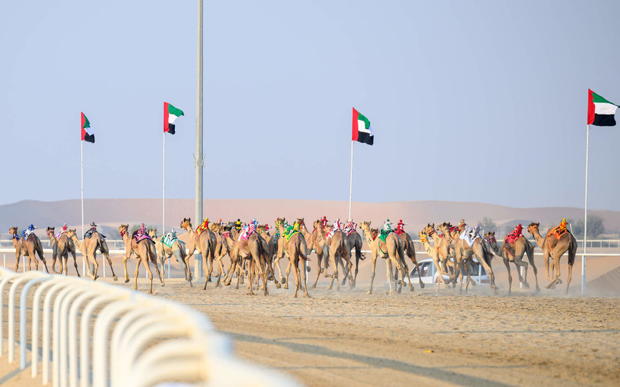 Una imagen de la carrera de camellos en Al Dhafra. (WAM)