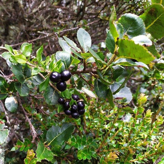 El nombre científico del arbusto del té de Bogotá es Symplocos theiformis, aunque se le conoce popularmente como Palo Blanco. (Fuente externa)