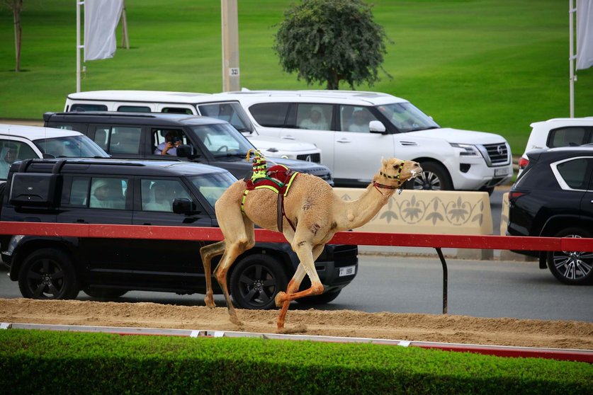 El gobernante de Dubai sigue desde su coche la evolución de la carrera. (WAM)