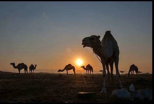 Una imagen del Viaje en Camello de 2015.