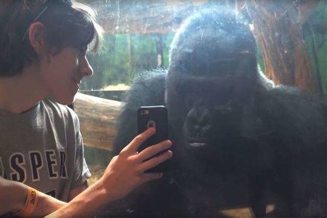 El gorila se queda como hipnotizado mirando el teléfono móvil.