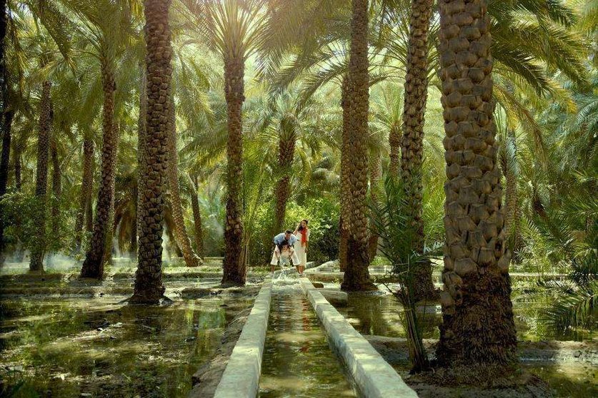 Una imagen de un palmeral en Abu Dhabi.