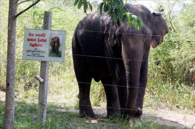 Elefante salvaje en Sri Lanka.