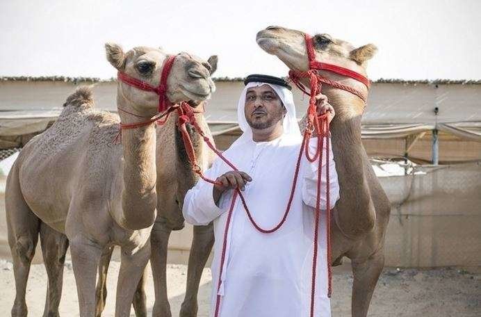 El piloto emiratí junto a tres de sus camellos.