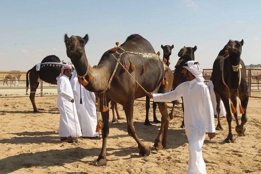 Los mejores camellos compiten en el Festival de Al Dhafra.
