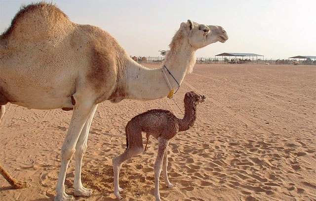 Un camello y su cría en el desierto. (Internet)