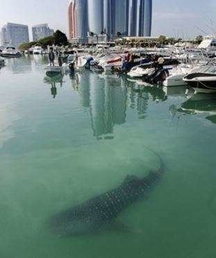El tiburón en aguas de Abu Dhabi en la foto del diario The National.