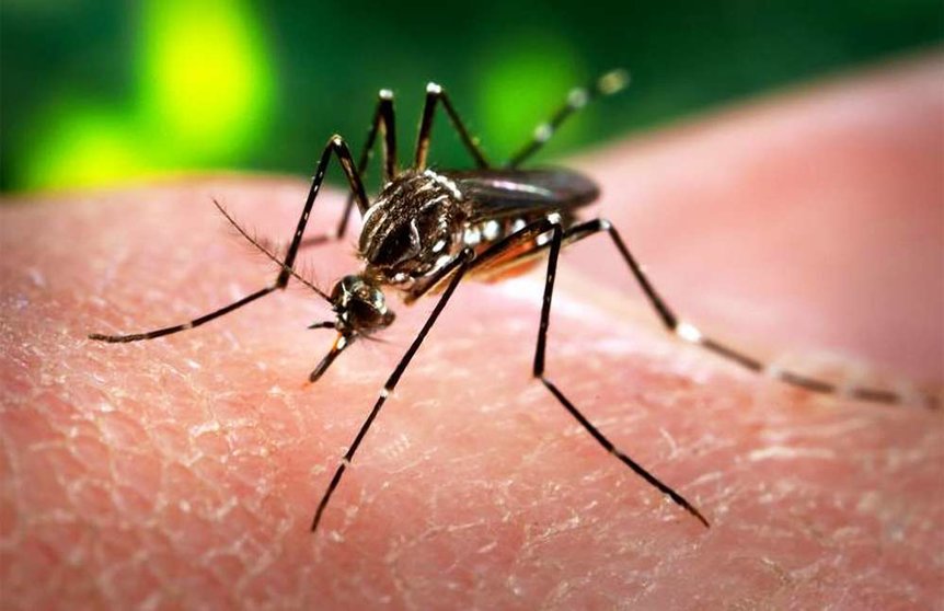 Mosquito que transmite el virus Zica.