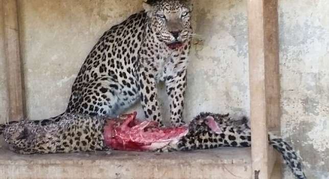 Un leopardo macho se come a su compañera en el zoo de Taiz.