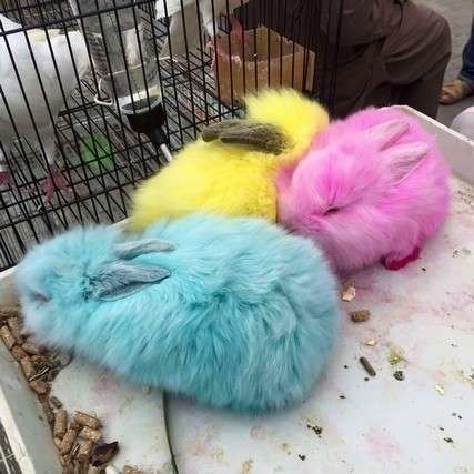 Los conejos son teñidos de colores vivos.