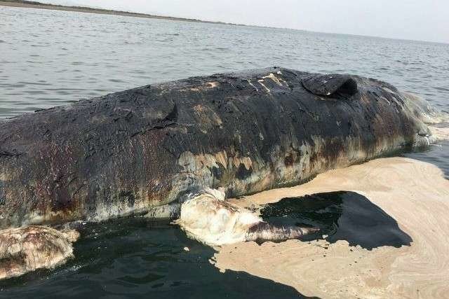 Imagen de la ballena muerta aparecida en la playa de Kalba.