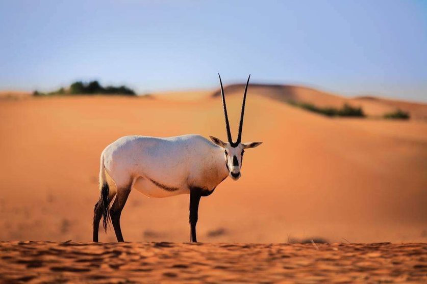 Un oryx salvaje en Dubai.