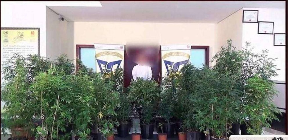 Las plantas de marihuana en una de las habitaciones de la vivienda.
