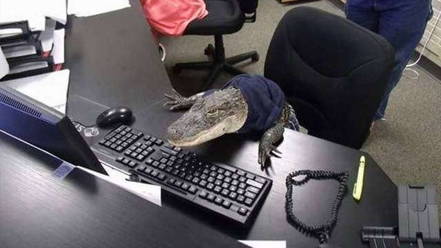 El cocodrilo que MaryThorn tiene como mascota en Florida.