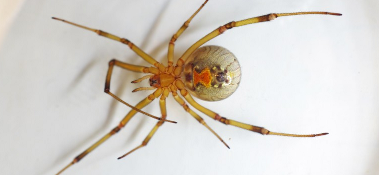 Imagen de una araña viuda marrón.