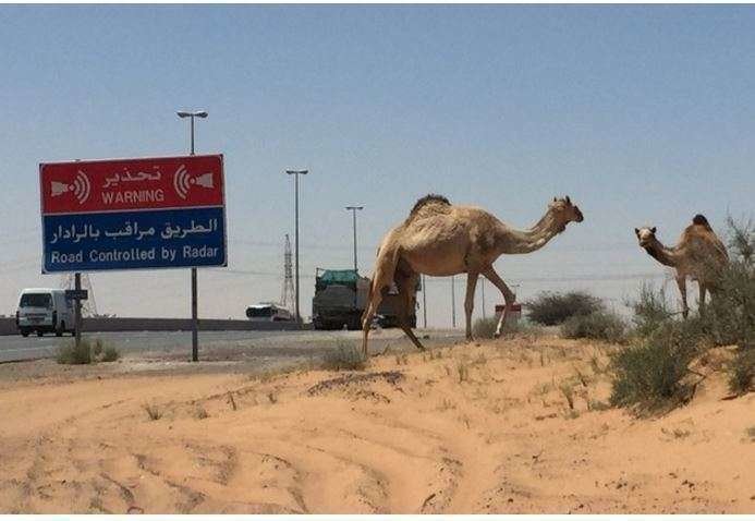 Camellos paseando por una carretera de Sharjah.