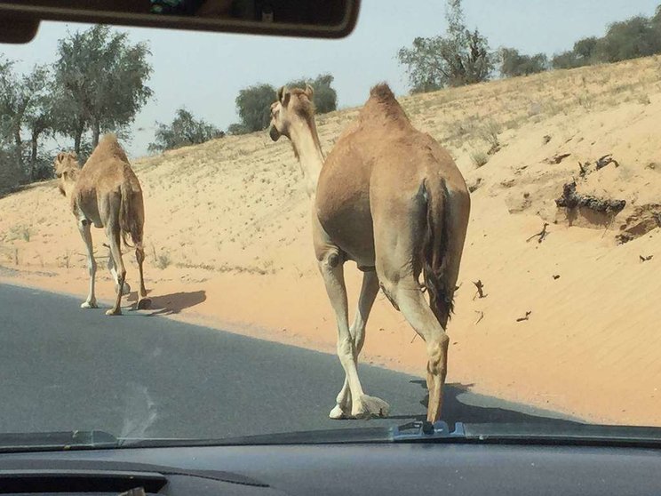 Camellos paseando en una carretera de Ras Al Khaimah.