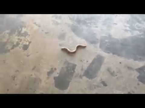 Un fotograma del vídeo de la serpiente aparecida en Skycourts Towers de Dubai. (Youtube)