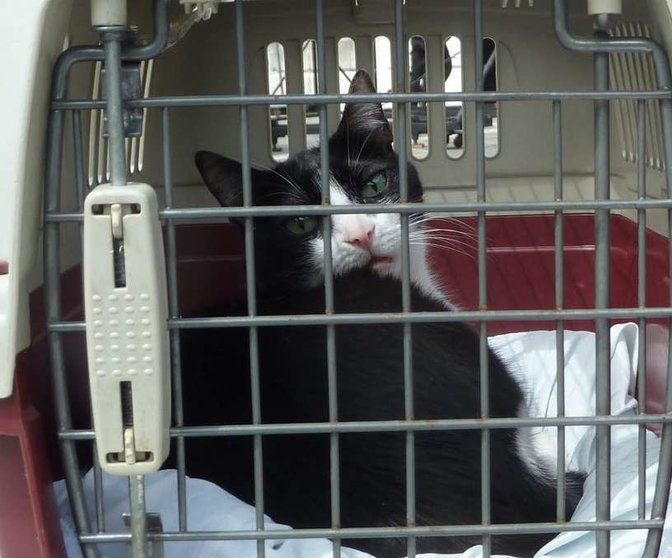 Un gato en una jaula. (Nacho, Flickr)