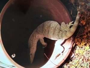 Una imagen del lagarto descubierto en el jardín de una vivienda en Dubai.