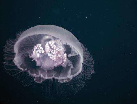 Una imagen de una medusa común.