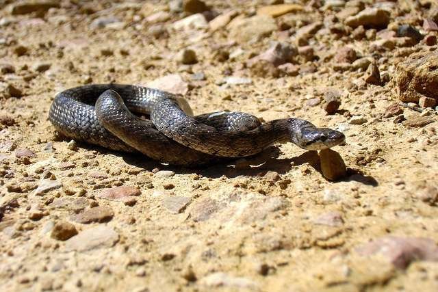 Una serpiente sobre el suelo. (Manel, Flickr)