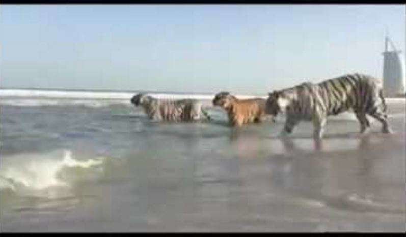 Los tigres disfrutan de una playa de Dubai.