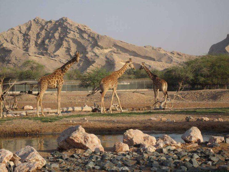 Una imagen del Zoo de Al Ain.